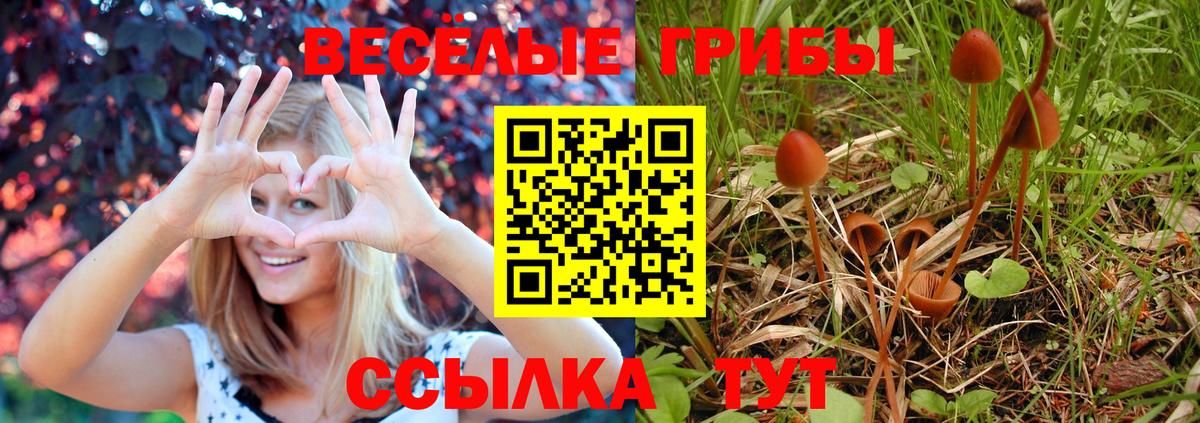 Псилоцибиновые грибы Psilocybe Саров